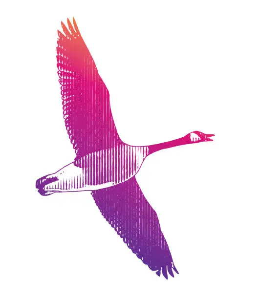 Vector illustration of Canada Goose in flight