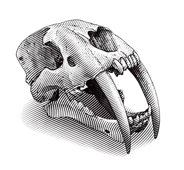 セイバートゥースタイガースカル - animal teeth animal skull extinct animal bone点のイラスト素材／クリップアート素材／マンガ素材／アイコン素材