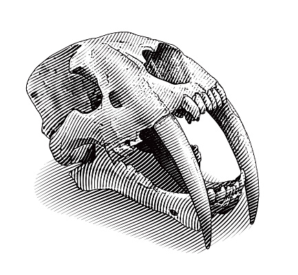Saber Toothed Tiger skull with damaged eye socket