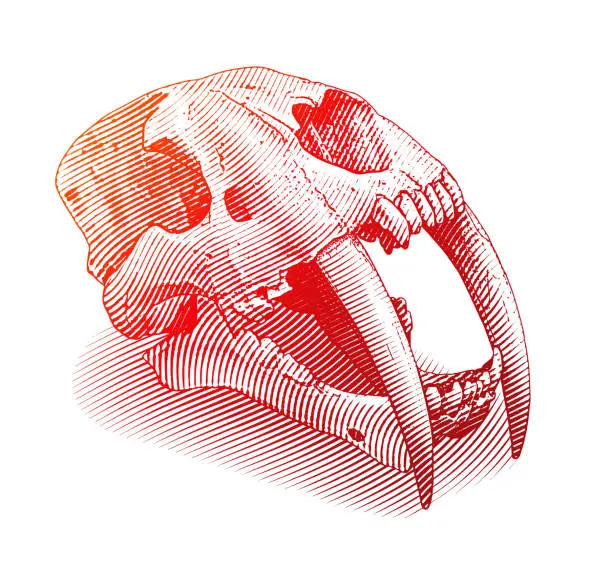 Vector illustration of Saber Toothed Tiger skull
