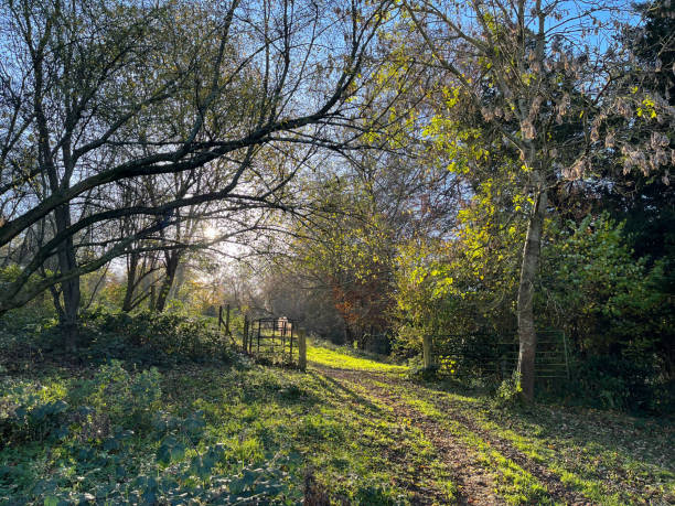 istock Morning sunlight and countryside farm gate 1475738718