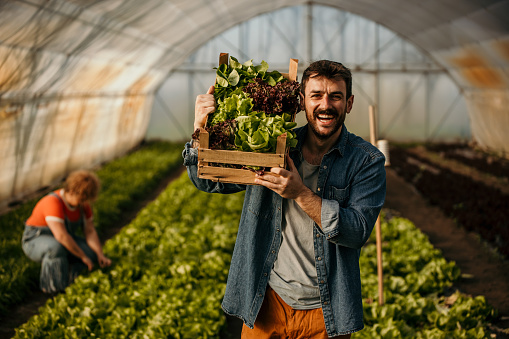 Portrait of a smiling man carrying a crate full of fresh lettuce and running his small business. Working woman in the background.