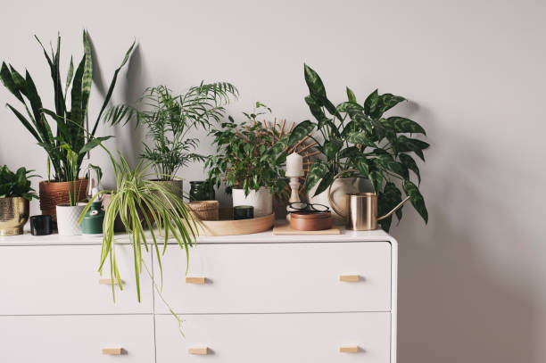 istock many various houseplants in modern white interior with watering can and decorations. Trendy hobby, decorating home with natural green plants. 1475743972