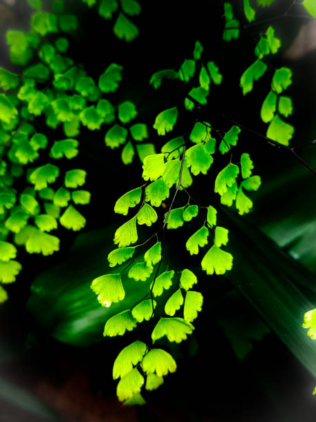 istock fresh green tropical fern background 1475746480