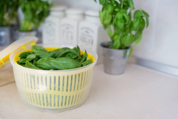 Fresh basil herb in pot.