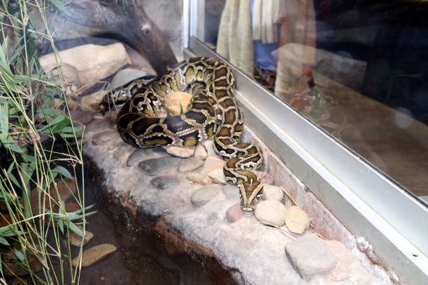 Burmese python (Python bivittatus) resting among rocks in a zoo : (pix Sanjiv Shukla) Burmese python (Python bivittatus) is one of the largest species of snakes and it belongs to the family Pythonidae. It is a dark-colored non-venomous snake with many brown blotches bordered by black down the back. Females are though slightly longer, but are considerably heavier and bulkier than the males. Found throughout Southern and Southeast Asia. An excellent swimmer and needs a permanent source of water, it lives in grasslands, marshes, swamps, rocky foothills, woodlands, river valleys, and jungles with open clearings. It is a good climber and has a prehensile tail. prehensile tail stock pictures, royalty-free photos & images