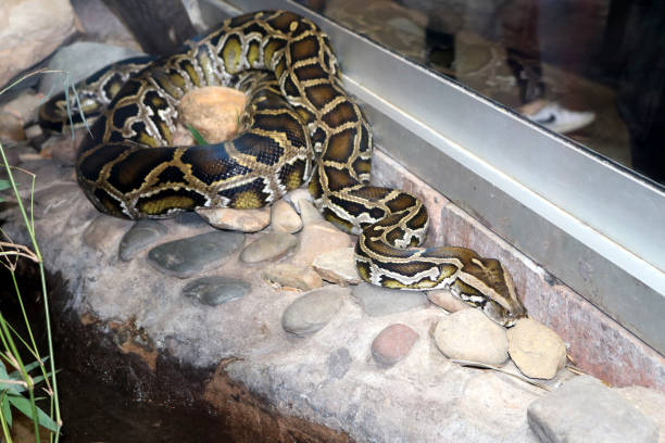 40+ Burmese Python Tree Stock Photos, Pictures & Royalty-Free Images ...