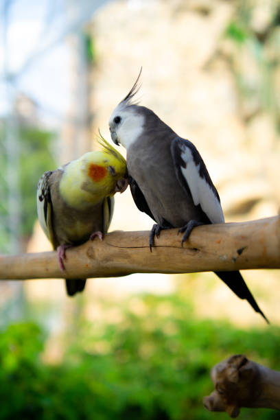 istock Cockatiel parrot on a branch in the park 1475752907