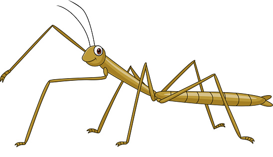 Vector illustration of Cartoon stick insect on white background