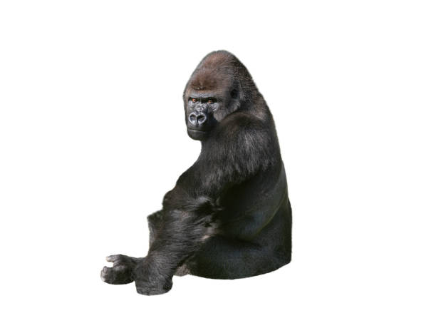 western lowland gorilla isolated on white background western lowland gorilla isolated on white background white gorilla stock pictures, royalty-free photos & images