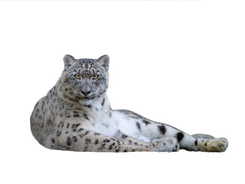 snow leopard Isolated on white background