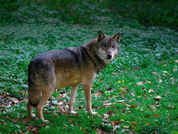istock Gray wolf in the forest listen 1475754572