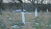 Fruit Trees in Orchard with Trunks Bark Painted using Protective White Paint Calcium Carbonate