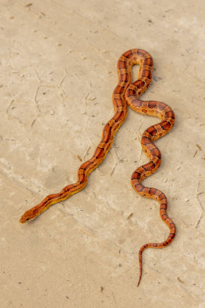 istock Looking down at red rat snake doubling back on itself, trying to camouflage with zigzagging body while crossing sandy road 1475757875