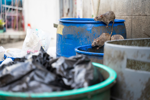 Rats are in the trash to eat. Stinky and damp. Selective focus.