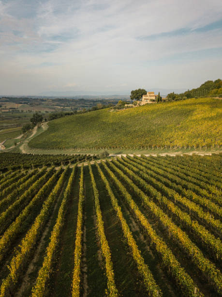 vinhedo em toscany - tuscany italy italian culture autumn - fotografias e filmes do acervo