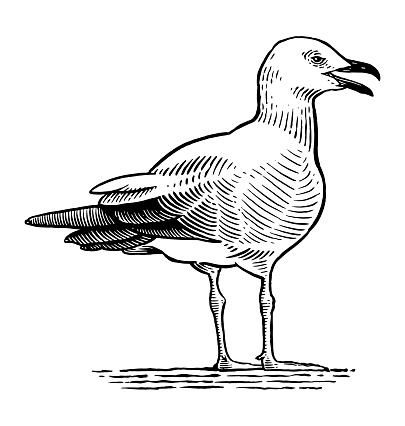 Engraving style illustration of a seagull