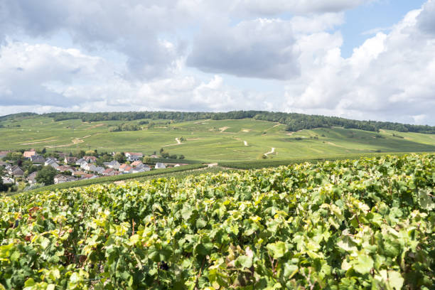 istock Champagne vineyards, France 1475768841