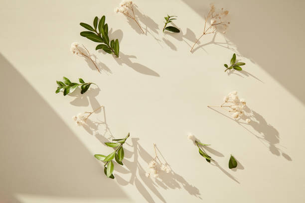 istock Minimalistic floral background. Aesthetic circle layout under sunny shadows. Invitation, greeting, wish list, Mothers Day concept. Concept of new life, zero waste, sustainable, eco-friendly . 1475769186