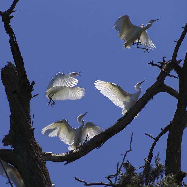 istock Egret on the branch 1475770806
