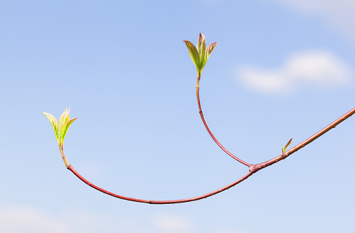 Spring concept - first fresh small leaves at top of curve tree twig over blue sky background