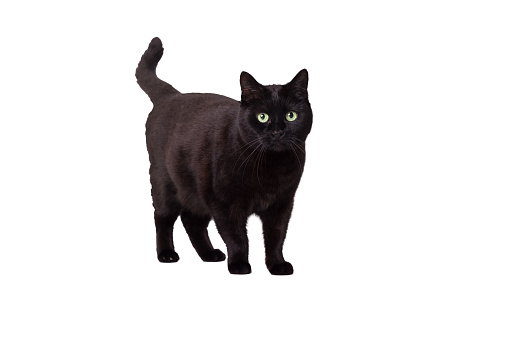 Studio portrait of the head of young black cat isolated on white background, looking at the camera
