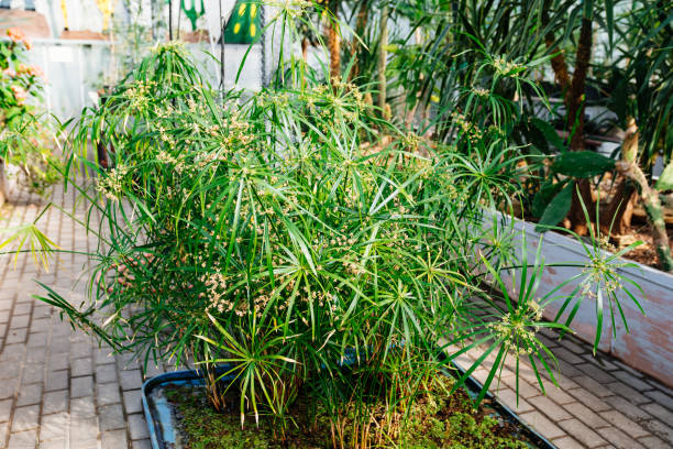 cibora. egzotyczne rośliny uprawiane w dużej szklarni ogrodu botanicznego. - cibora zdjęcia i obrazy z banku zdjęć