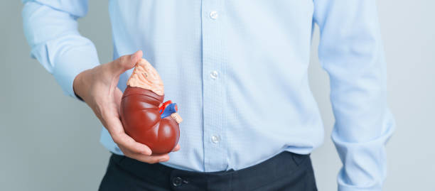 man holding anatomical human kidney adrenal gland model. disease of urinary system and stones, cancer, world kidney day, chronic kidney and organ donor day concept - suprarenal gland imagens e fotografias de stock