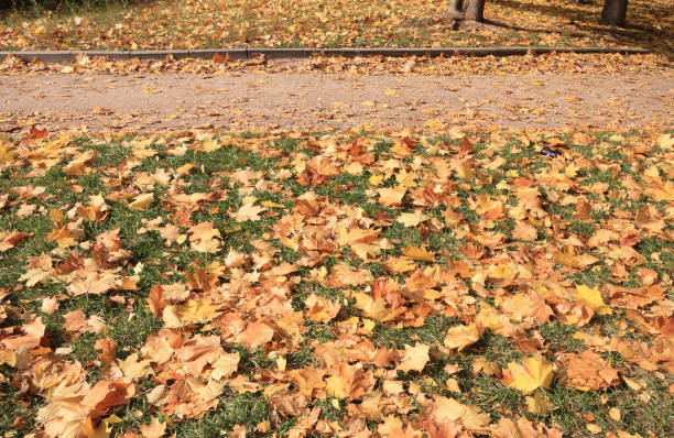 istock Yellow Maple Carpet at Autumn 1475775586