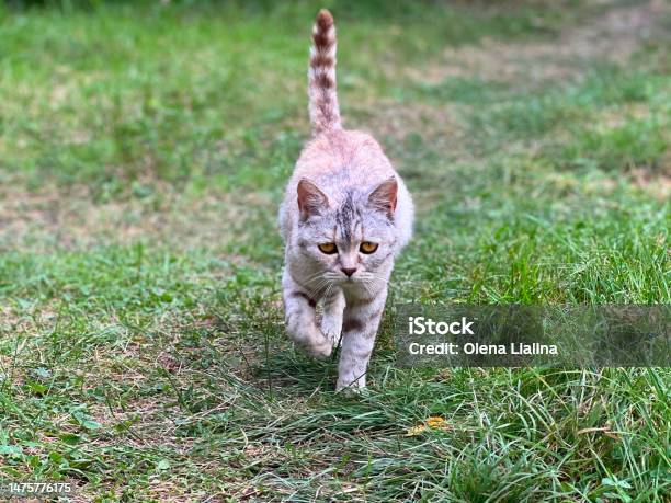 Kucing Sedih Berjalan Di Rumput Lapangan Foto Stok - Unduh Gambar