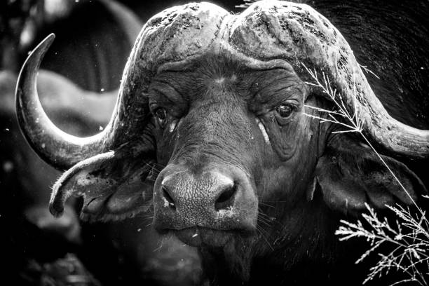 istock Male buffalo black and white 1475776208