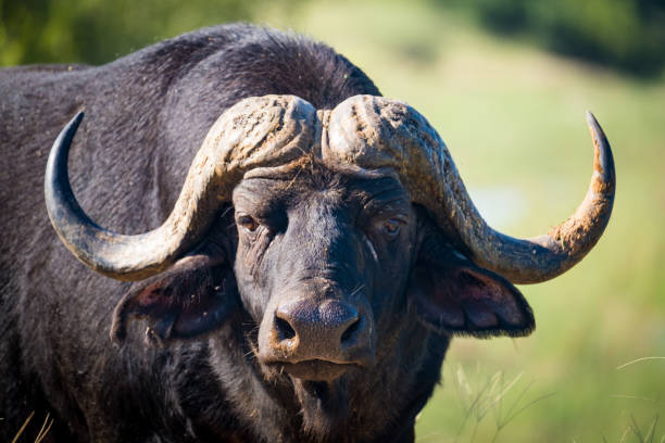 istock Male buffalo on the road 1475776300