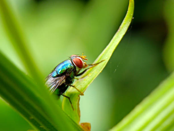 istock Close up photo of a green fly on a leaf 1475777464