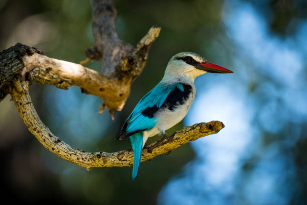 istock Woodlands Kingfisher close-up 1475777476