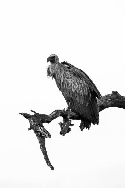 istock Vulture on the wild black and white 1475777529