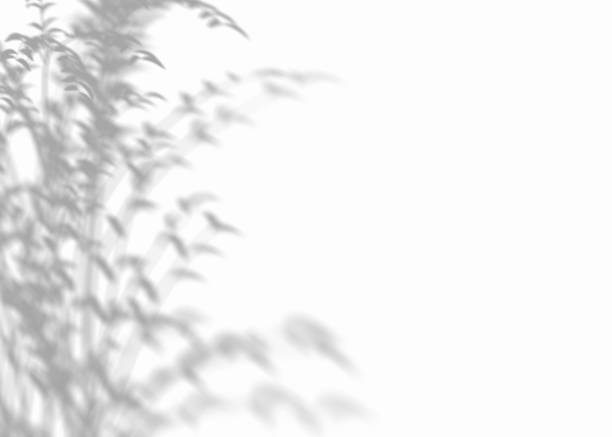 istock Shadow from plants, leaves, overlay effect. Realistic gray shadow on white background. Applicable for product presentation, photos, backdrop. Sun light. 3D render. 1475777966