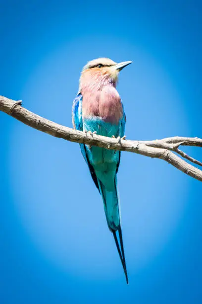 Photo of Lilac-breasted roller on the tree