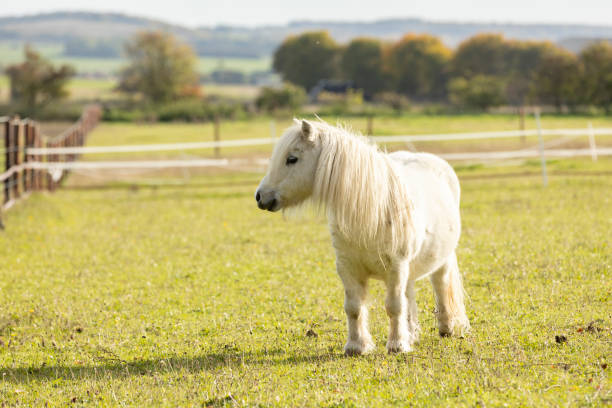 istock Portrait of white shetland pony 1475779964