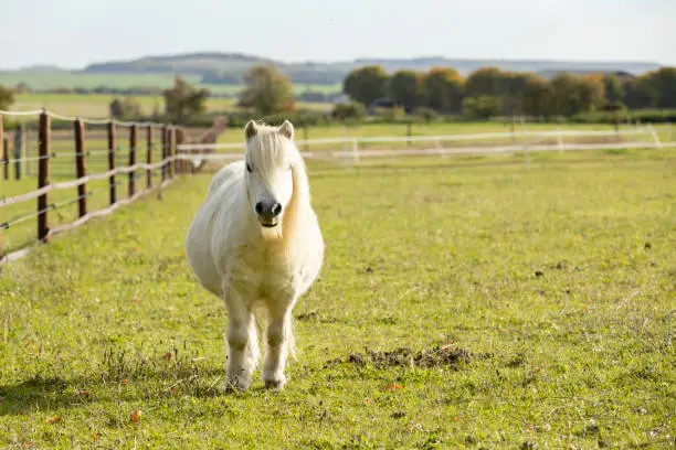 Photo of Portrait of white shetland pony