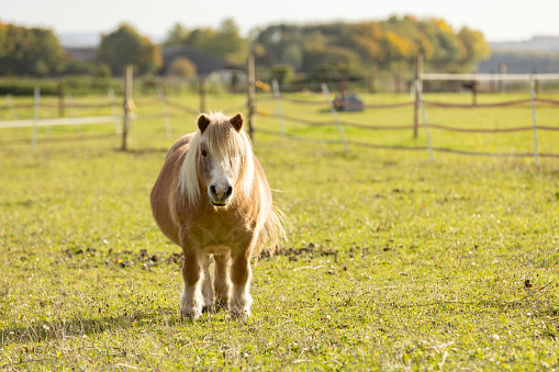 Gorgeous mini Shetland pony in freedom in autumn