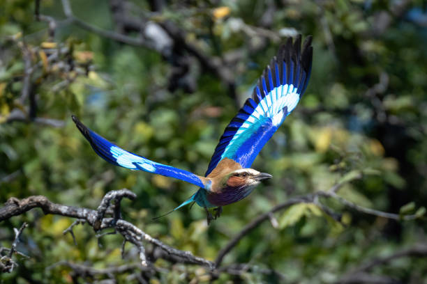 istock Lilac-breasted roller flies past foliage lifting wings 1475780068