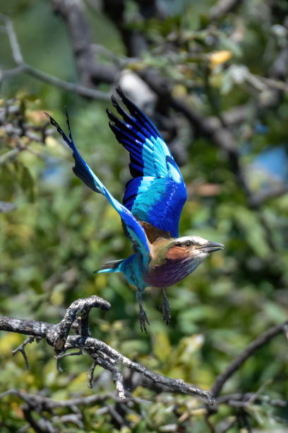 istock Lilac-breasted roller flies past tree lifting wings 1475780085