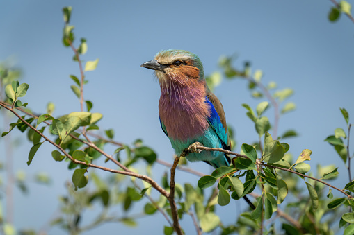 Lilac-breasted roller in sunshine on leafy branch