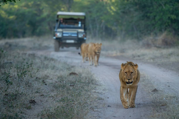 istock Lions walking along track away from vehicle 1475781110