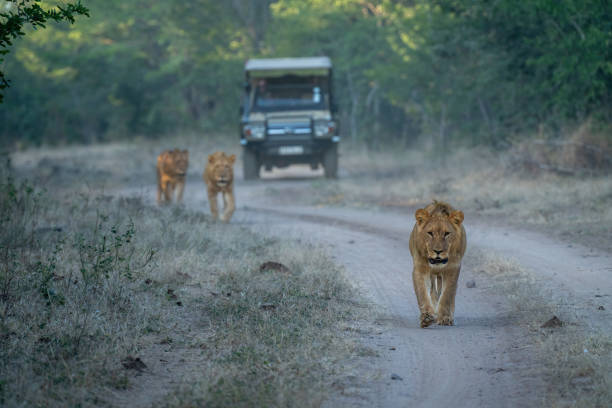 istock Lions walking along track away from jeep 1475781111