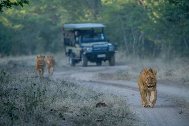 istock Lions walk down track away from jeep 1475781114