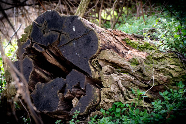 istock The tribe of the old tree lying down in the forest 1475781140