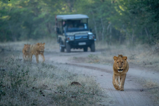istock Lions walk along track away from vehicle 1475781141