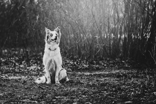 Beautiful black and white portrait of sitting Border Collie