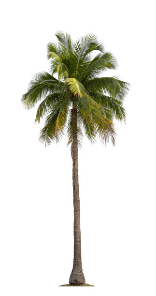 istock Tropical coconut plant bush shrub green tree  on isolated on white background with clipping path. 1475783772